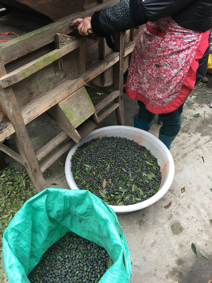 桢楠种子，小叶桢楠种子，金丝楠木种子，楠木种子，四川桢楠种子
