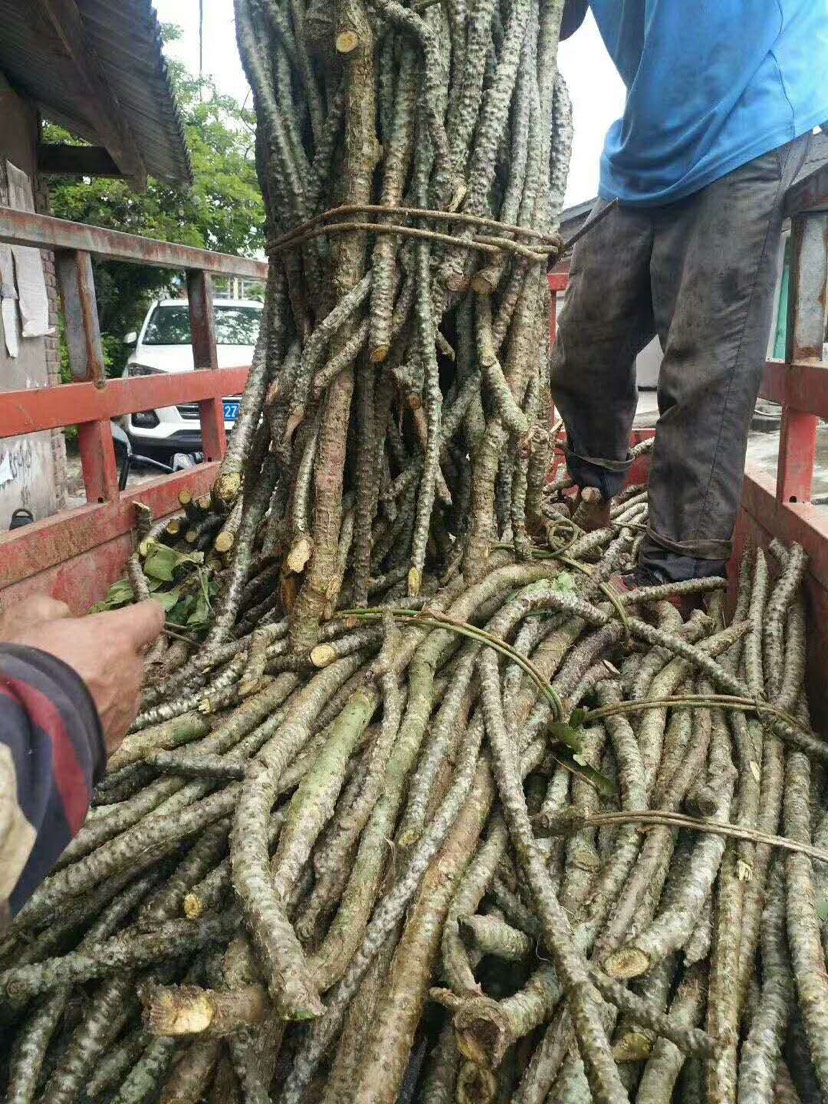 龙骨藤图片药用价值图片