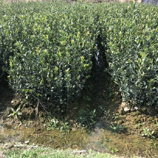 榕江县油茶苗 嫁接的油茶杯苗正在热卖中，有需求的客户随时可以与我联系。