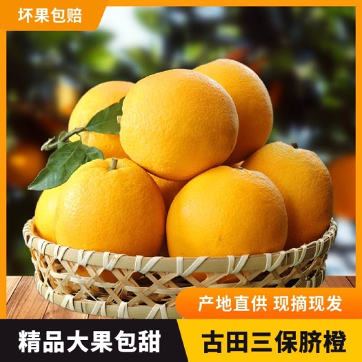 古田宝溪脐橙橙子批发