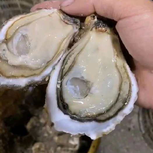 诏安县净化蚝  新鲜生蚝，产地直销，质量保证