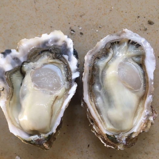 佛山乳山牡蛎  乳山蚝 1.5+肥度饱满 大量现货 价格优惠