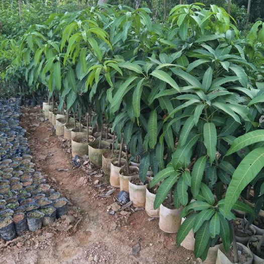 漳州金煌芒果苗 