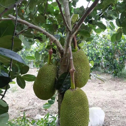 凭祥市红肉菠萝蜜  越南菠萝蜜