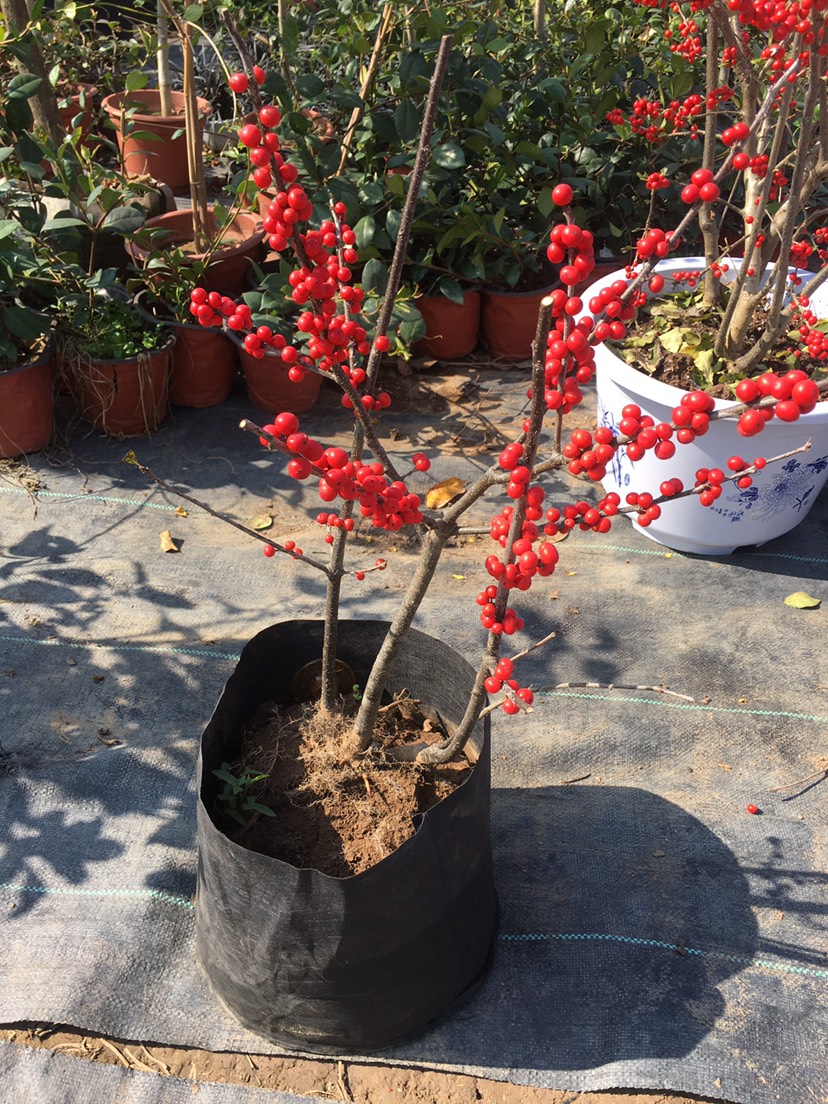 北美冬青树苗绿植物盆栽室内盆景红果花灌木花卉客厅轮生园林景观