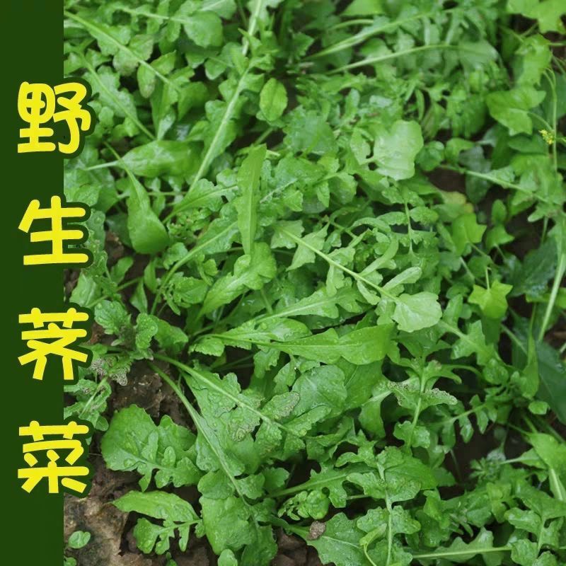 邵东市荠菜种子野菜荠菜清香鲜嫩阳台四季易种播盆栽特色蔬菜种子