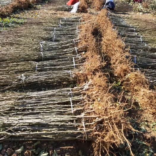 卢龙县维纳斯黄金苹果苗 123苹果苗