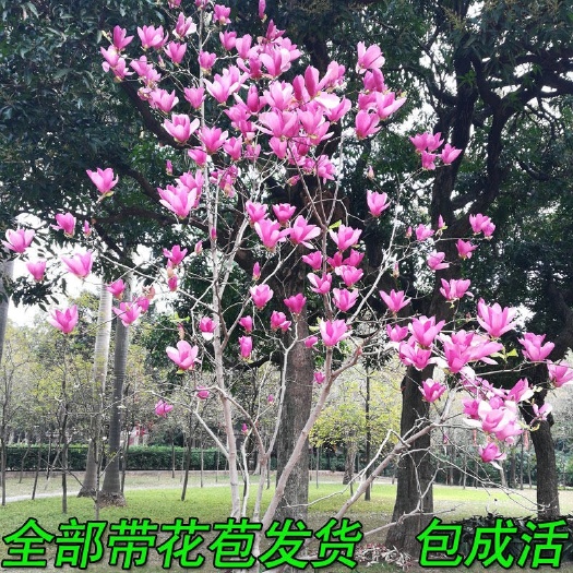 平邑县玉兰树苗庭院紫玉兰白玉兰二乔黄玉兰红玉兰带花苞耐寒浓香南北方