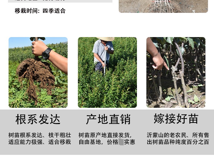 梨树苗红啤梨当年接果蜜梨树苗盆栽地栽南方北方种植果树早酥红梨