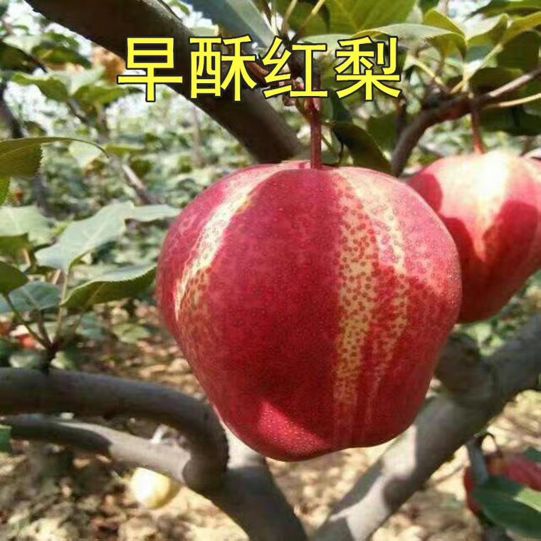 梨树苗红啤梨当年接果蜜梨树苗盆栽地栽南方北方种植果树早酥红梨