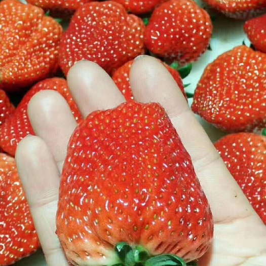 红颜草莓  丹东玖玖草莓个大味甜果红,甜度在12-16%,
11月6日上