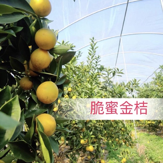 融安县正品脆蜜金柑苗 脆蜜金桔苗 脆甜无核融安源主产地供应批发包邮