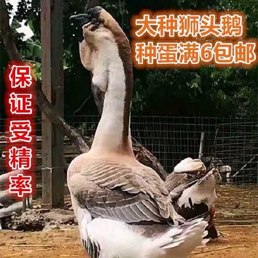 沭阳县狮头鹅苗 鹅活苗特大种狮头鹅活苗活体大型纯种正宗狮子头鹅苗