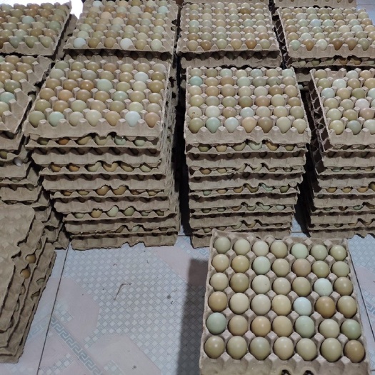 阜宁县绿壳鸡蛋 食用 礼盒装