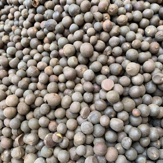 咸丰县湖北大量茶叶籽无黄壳
