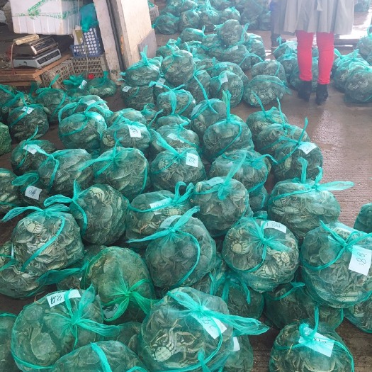 仙桃市湖北精品大闸蟹诚招各种批发商。公母各种规格都有！