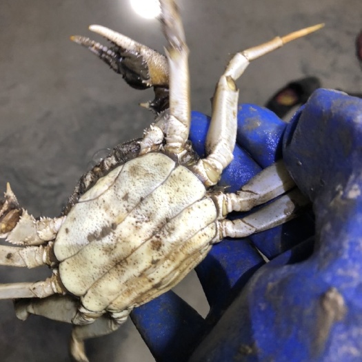 兴化大闸蟹 引CJ水养殖，黄厚肉甜膏肥，现在塘口直供河北重庆贵阳北京