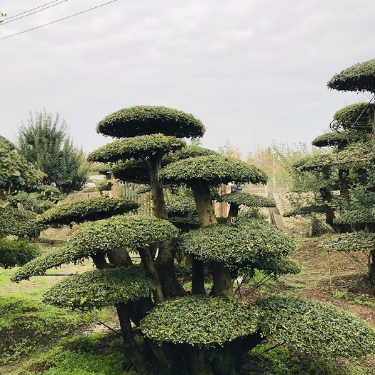 京山市高度2.5m~4m，对节白蜡桩景，精品云片。