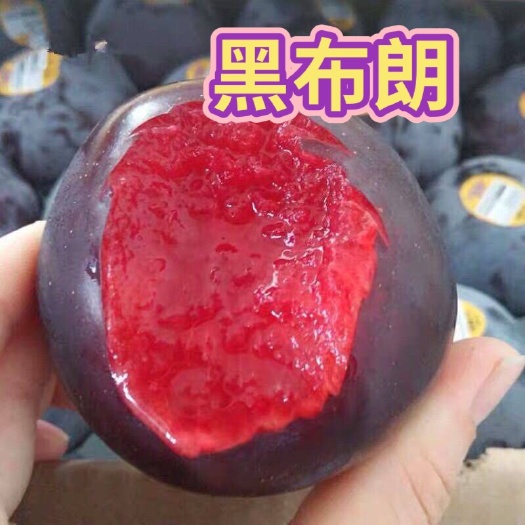 平邑县布朗李树苗  布郎李树苗 黑布郎李子苗 保湿达货 根系发达 包邮