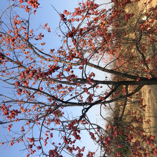 华阴市火晶柿子  华山特产软甜火晶甜柿子
