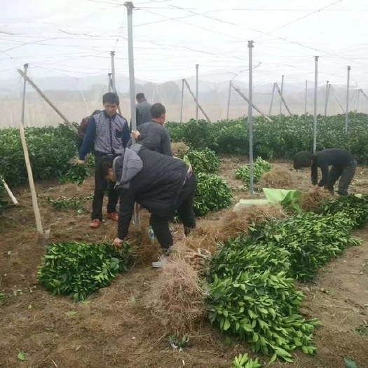宁都县赣南脐橙苗  纽荷尔脐橙苗脱毒苗，全程防虫网种植，自家母本采穗园嫁接