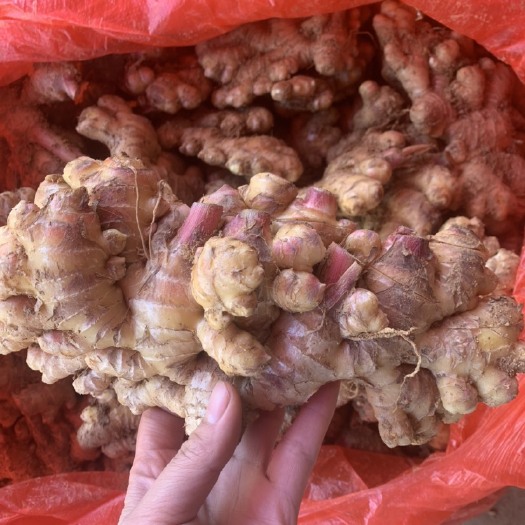 玉林云南小黄姜老姜二黄姜黄肉姜可做姜种农家自种产地支持一件代发