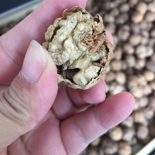 蒙自市云南核桃  云南山地核桃