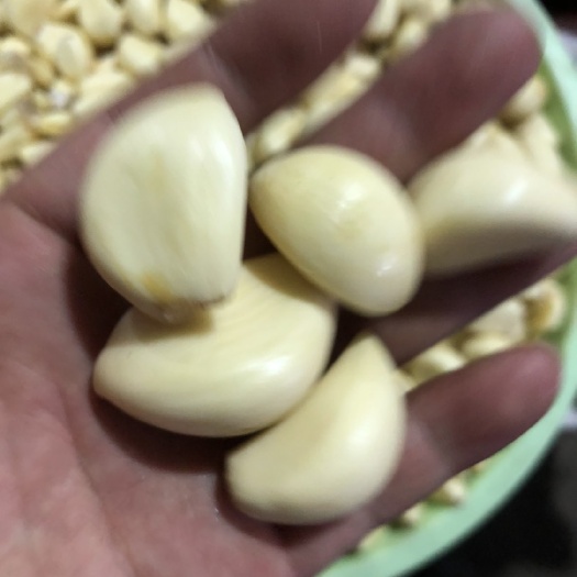 惠州手工蒜米，无泡水，无酸味  大量批发