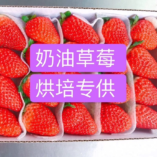 成都双流草莓巧克力草莓烘培蛋糕奶茶糖葫芦专用草莓一件包邮到家包售
