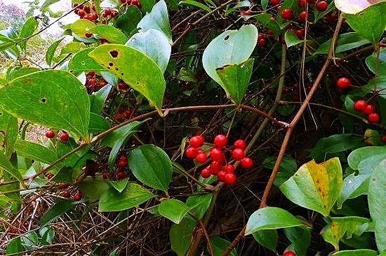 惠州菝葜