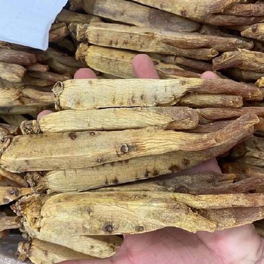 广州高丽参