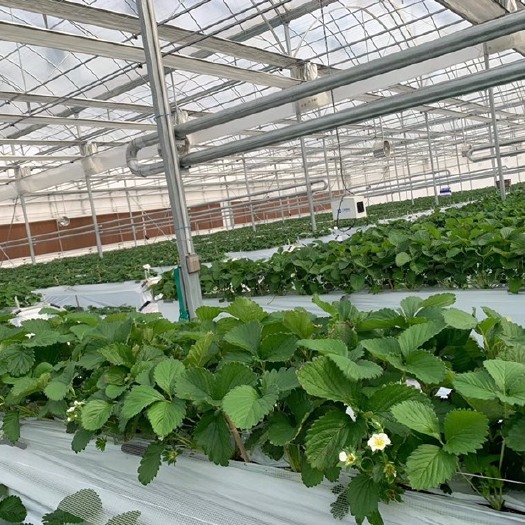 青州市温室大棚建造厂家，包设计包施工包售后，荷兰温室大棚