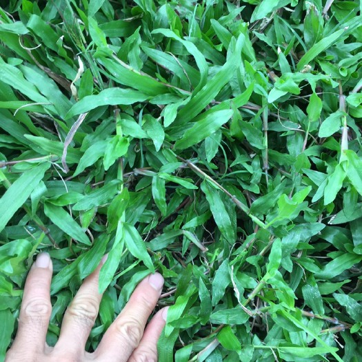 宾阳县百慕大  大叶油草皮