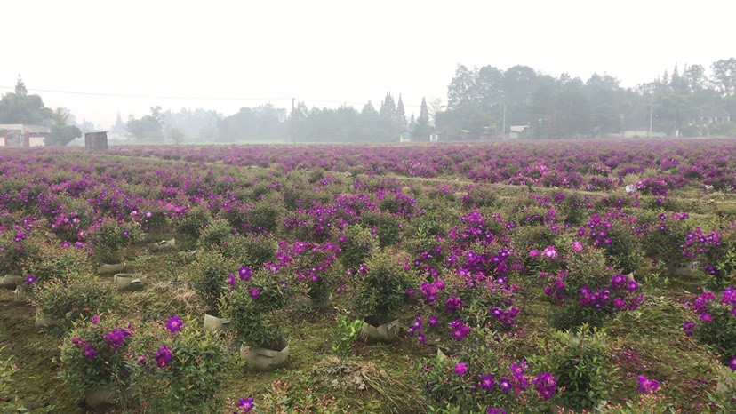  巴西牡丹，巴西牡丹袋苗基地，巴西牡丹球价格