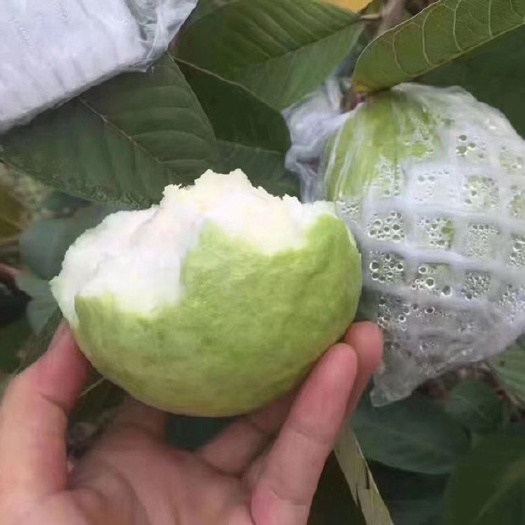 广州白心番石榴 番石榴