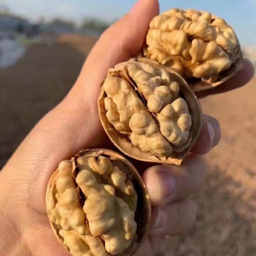 乌鲁木齐新疆核桃 新疆纸皮核桃