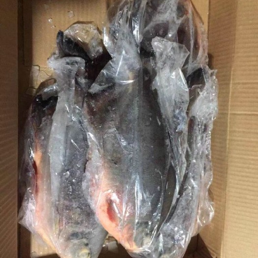 博罗县红鲳鱼 1.5-2.5公斤