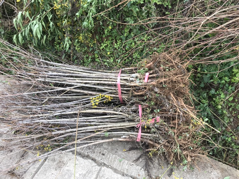 纳雍县脆红李苗