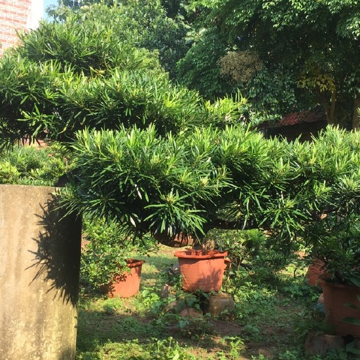 湛江罗汉松盆景 罗汉松盆景现货