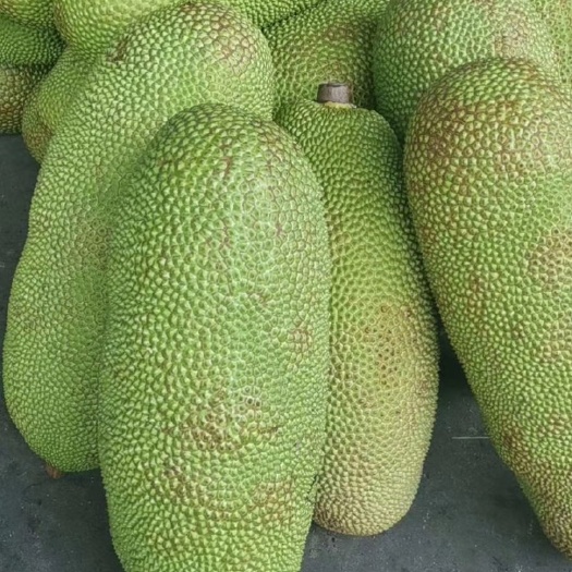 保亭县海南菠萝蜜产地直发