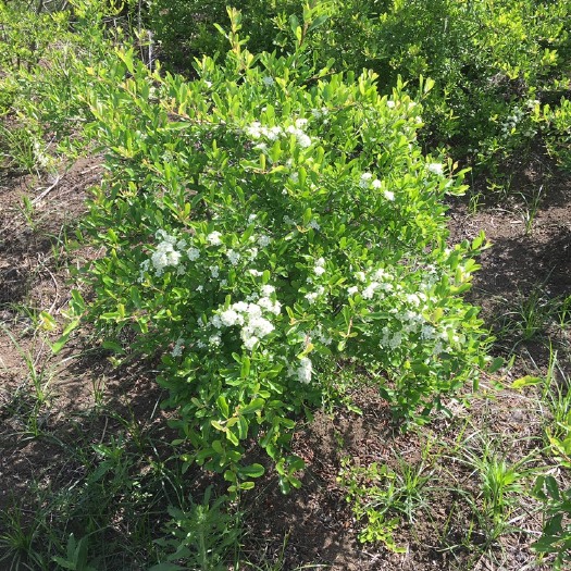 沭阳县火棘球基地大量现货供应，价格便宜，送货上门