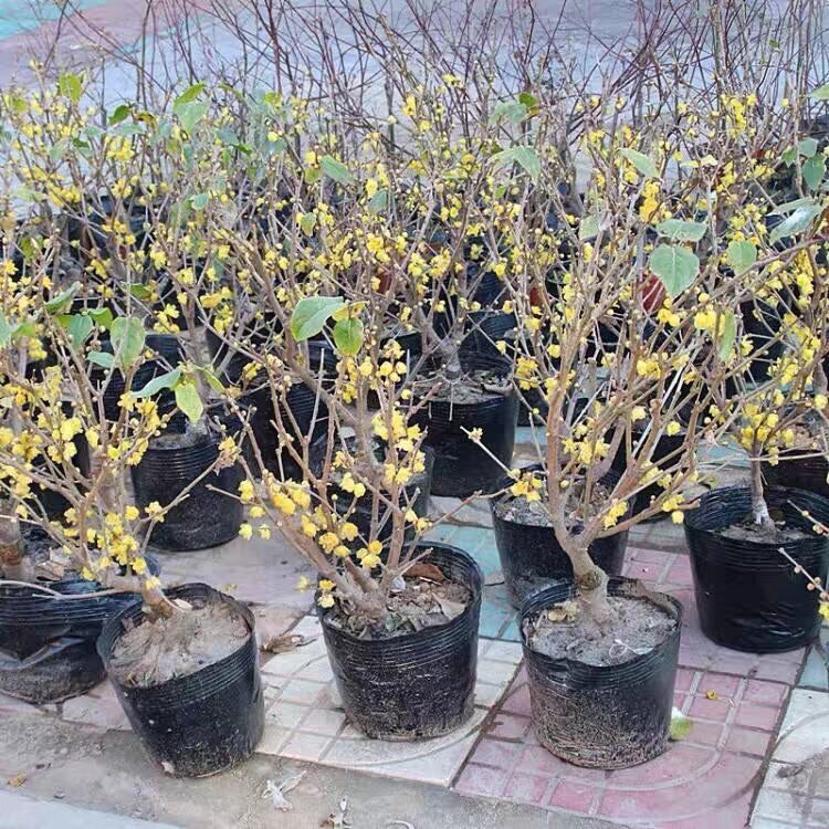 红心腊梅  耐寒梅花盆栽室内浓香型 素心腊梅盆景红梅老桩 绿梅庭院耐寒植