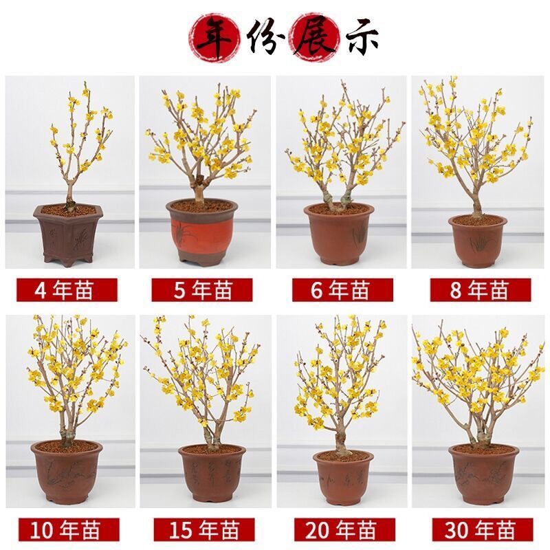红心腊梅  耐寒梅花盆栽室内浓香型 素心腊梅盆景红梅老桩 绿梅庭院耐寒植