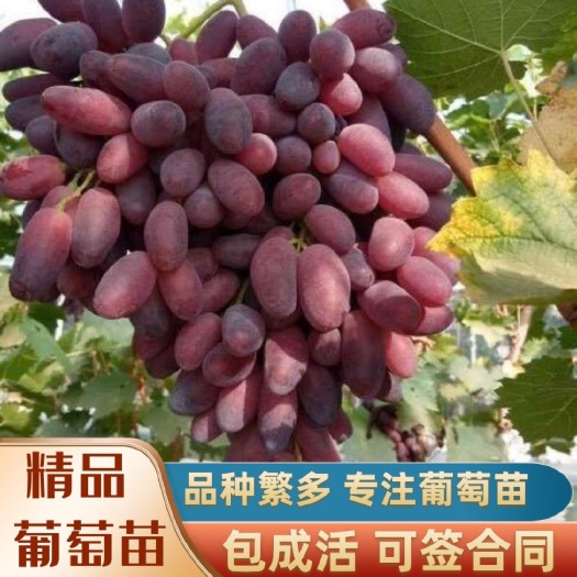 兴城市红宝石葡萄苗  新沙尔葡萄嫁接苗