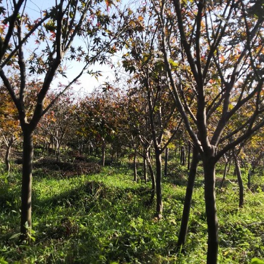 衢州枫香树  造林苗枫树红枫,400棵低价全部出掉，价格好商量大的七八公分