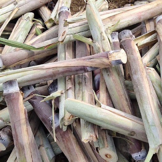 博白县黑皮甘蔗苗  大量供应 黑皮甘蔗种苗 质量好 牙多 发牙率高