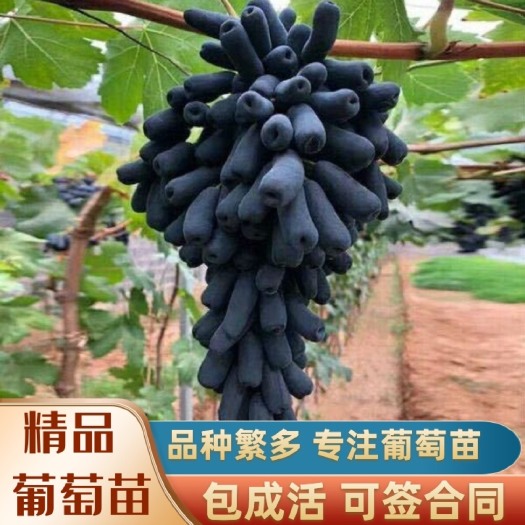 兴城市蓝宝石葡萄苗  蓝宝石 嫁接苗 基地直发 保证品种纯正 做良心苗木 诚信为本