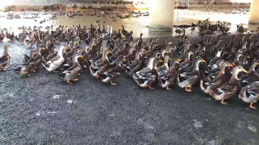 肉鸭 5-6斤 统货 全散养 