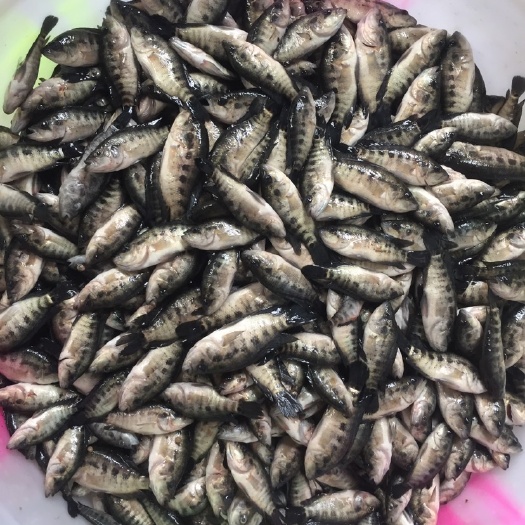 成都饲料鱼 冰凍飼料魚 4-5 公分大小 共500斤 四川成都附近