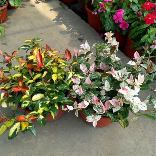 花叶络石阳台盆栽四季常青垂吊兰长藤室外绿植好养活室内观叶植物